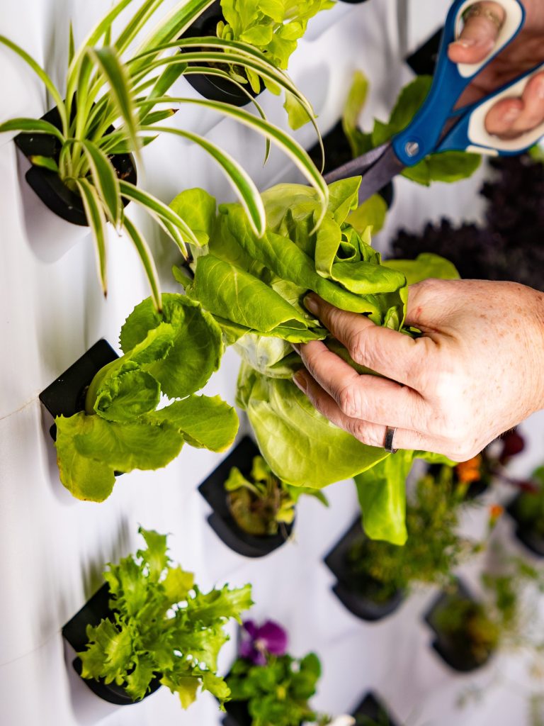 Hydrocultuur kweeksysteem voor - Farming Zone recensie en prijs